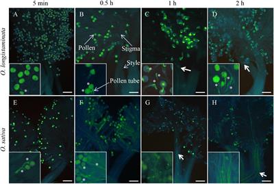 Confirmation of a Gametophytic Self-Incompatibility in Oryza longistaminata